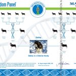 Oakley's DNA Test Page 1
