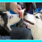 Dog food Spray