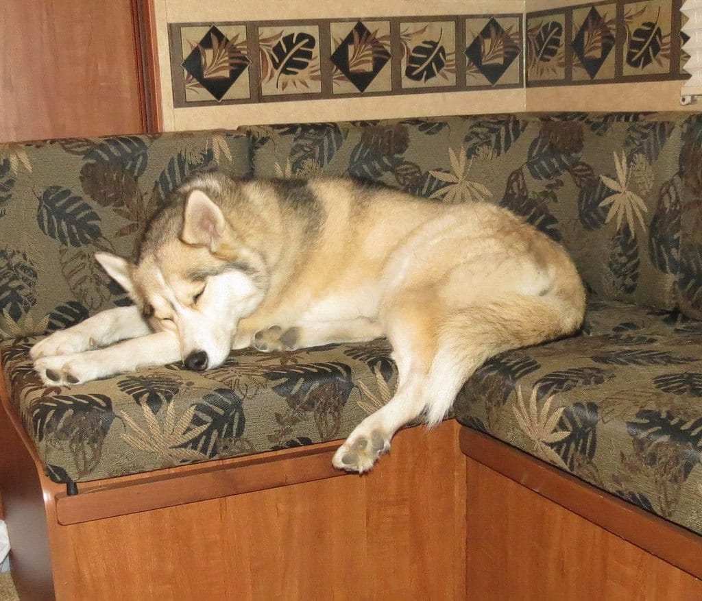 Comfy Dog