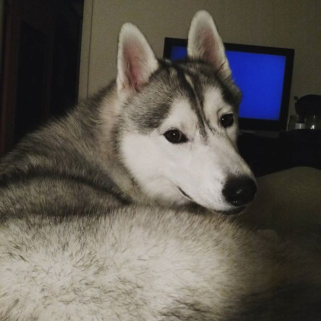 #GoodNight #Pawdience I just asked Memphis if she was ready for bed hehehSubscribe to us at YouTube.com/GTTSD check it out! #GonetotheSnowDogs #GTTSD #SiberianHusky #husky #huskyofinstagram #dog #dogsofinstagram #snowdog #happydog #youtube #youtuber #Pawdience #cute #cutedog
