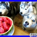 Watermelon Dog Treats