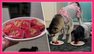 Frozen Strawberry Dog Treats