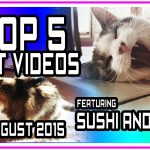 Top 5 Funny Cat Videos