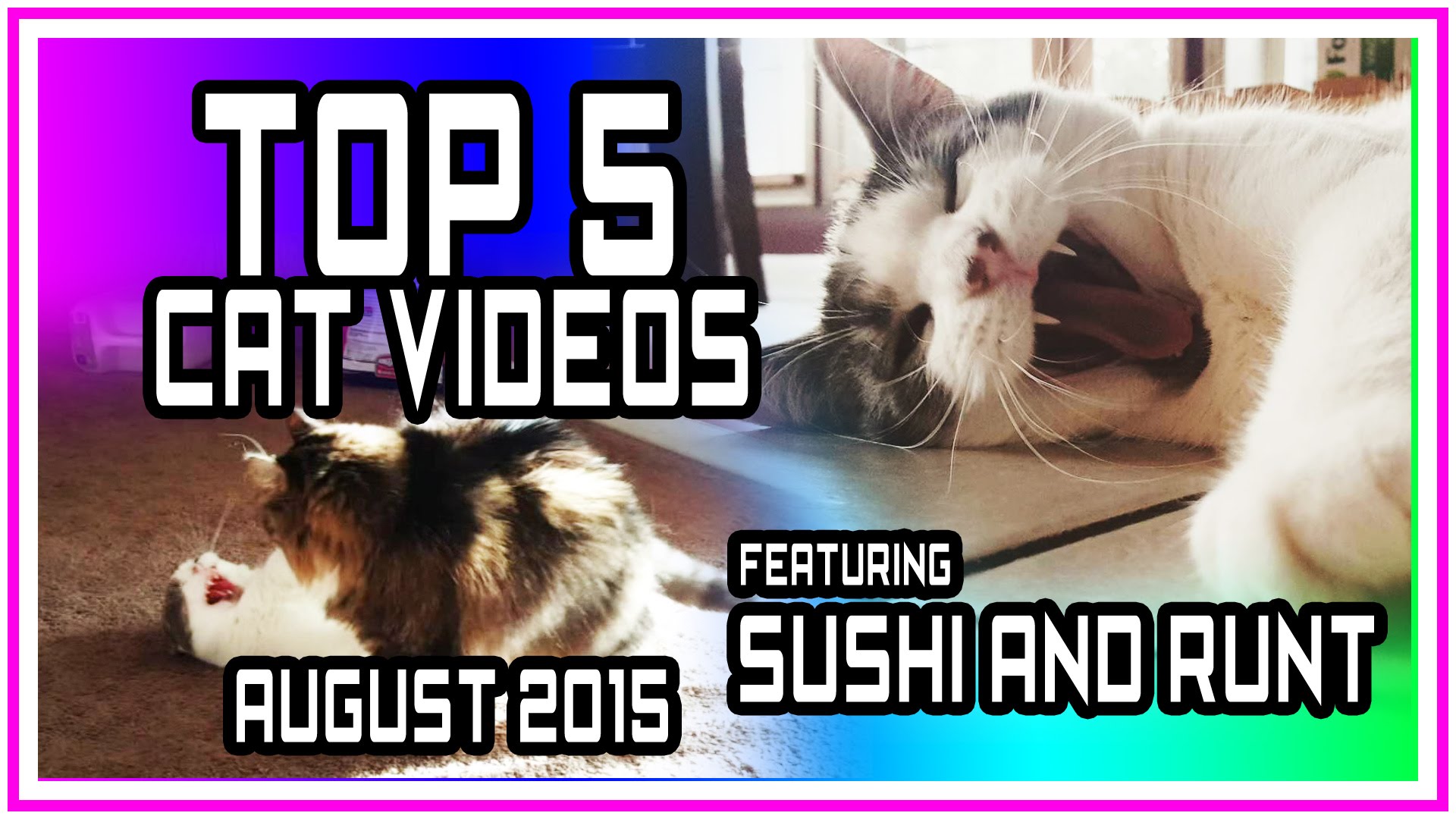 Top 5 Funny Cat Videos