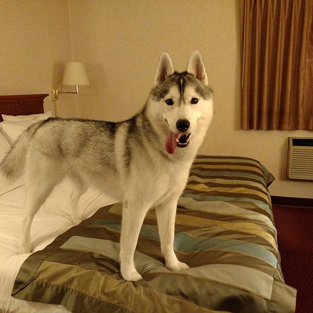 #GoodNight #Pawdience Memphis is in her first hotel room. Tomorrow she guests to see her bff Nora! @paw_record @letspressrecord Subscribe to us at YouTube.com/GTTSD check it out!________________________Use the code GTTSD at the following sites for a discount!20% off at @pridebites10% off at @thepawpack10% off at @cuddleclones________________________ #GonetotheSnowDogs #GTTSD #SiberianHusky #husky #huskyofinstagram #dog #husky #huskyofinstagram #dog #dogsofinstagram #snowdog #happydog #youtube #youtuber #Pawdience #cutedog
