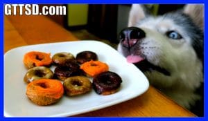 DIY Donuts Dog Treats