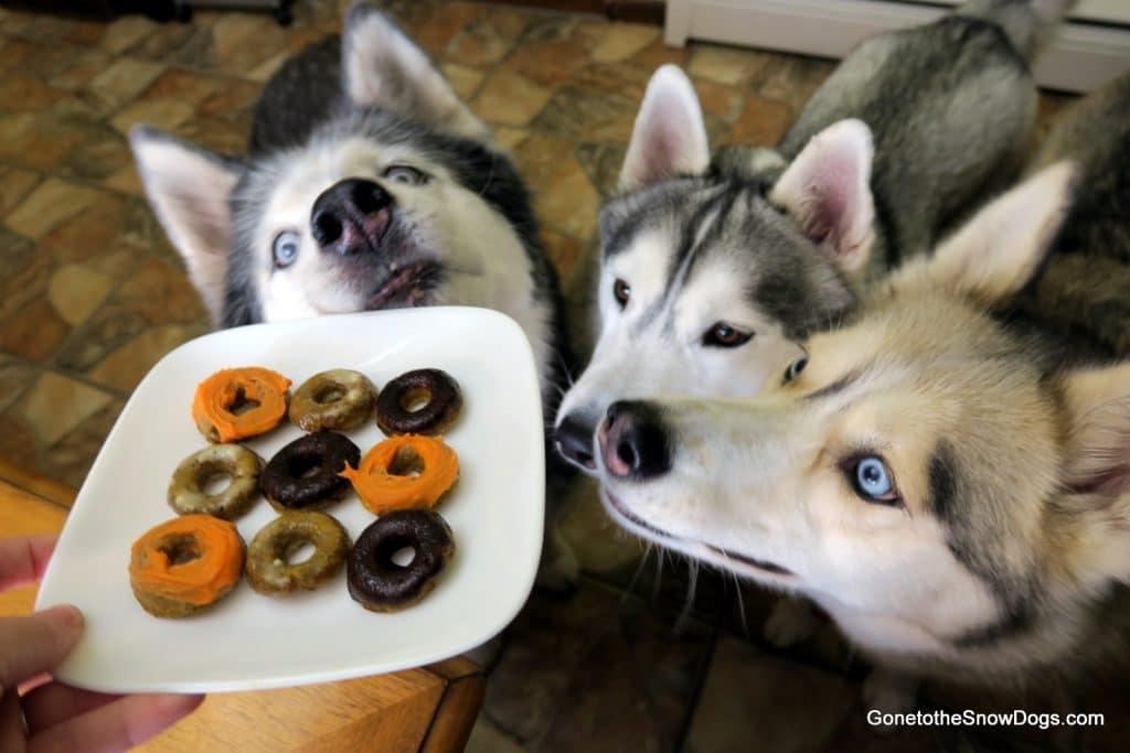 Dogs enjoying Donuts Treats