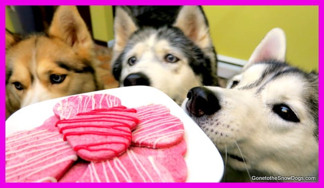 Valentine's Day Dog Cookies