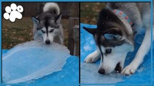 Husky Fooled by Ice in Pool