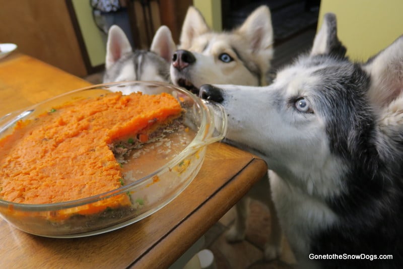 St. Patrick's Day Shepherd's Pie for Dogs