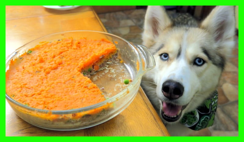 St. Patrick' Day Shepherd's Pie for Dogs