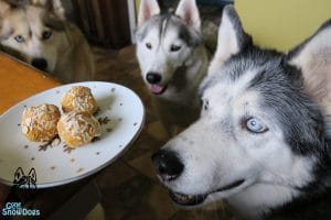 DIY No Bake Dog Treats