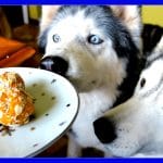 NO BAKE PEANUT BUTTER DOG COOKIES  |  DIY DOG TREATS
