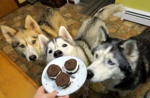 Oreo Cookies for Dogs