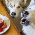 DIY Smoothies for Dogs