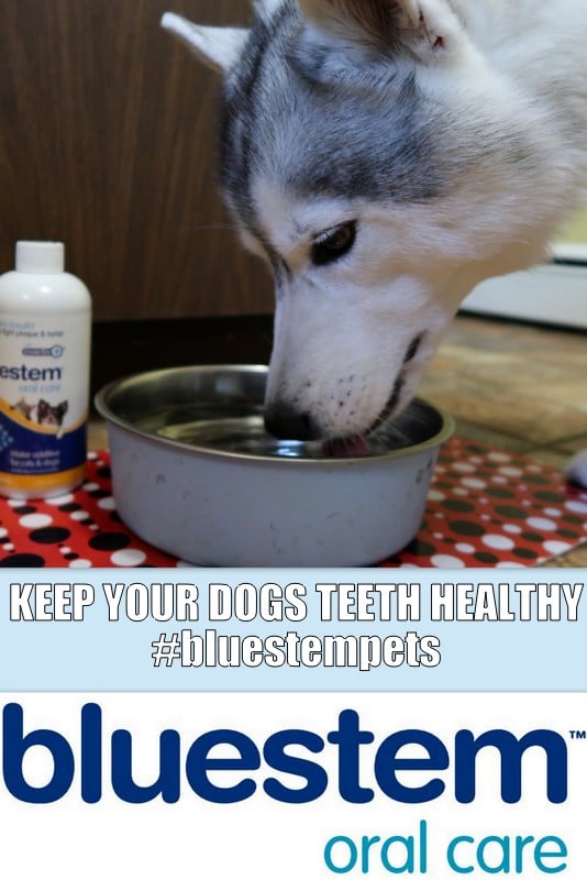 Oral Care for Dogs
