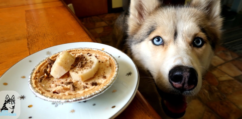 DIY Birthday Pie for Dogs