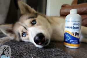 oral care for dogs