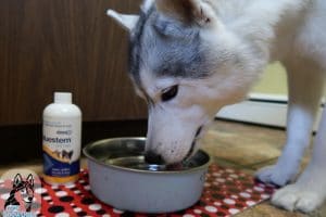 Oral Care for dogs
