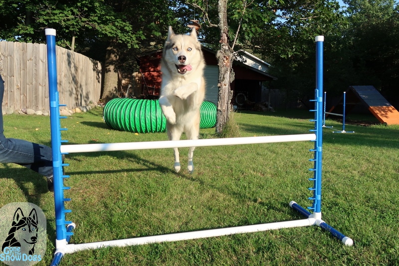 Dog Agility Equipment Wing Jump and Bar Jump set 