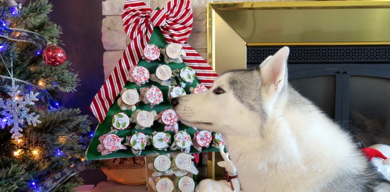 DIY Dog Advent Calendar