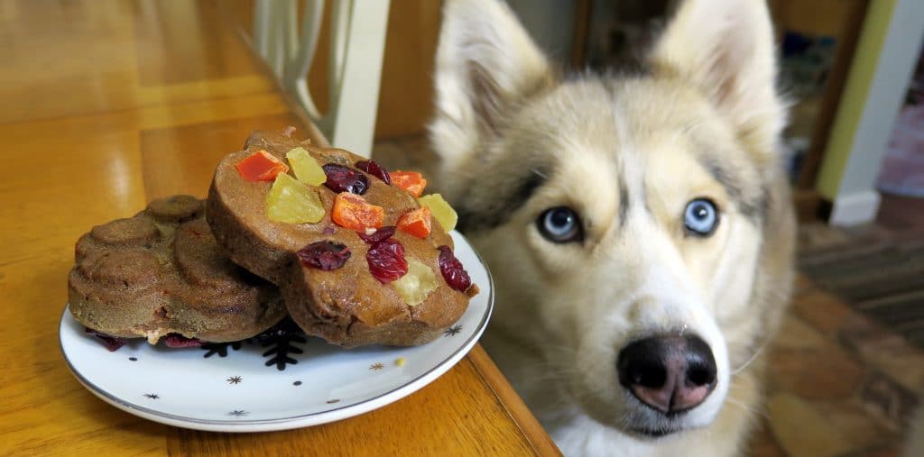 DIY Dog Fruitcake