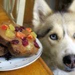 DIY Dog Fruitcake