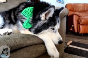 St Patrick's Day for Dogs