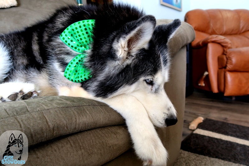 St Patrick's Day for Dogs