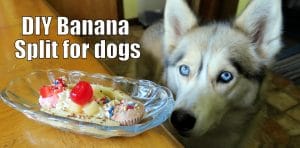 DIY Banana split for dogs