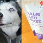 Help your Dog stay Calm and Quiet