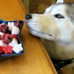 DIY PATRIOTIC FRUIT STARS | DIY Dog Treats