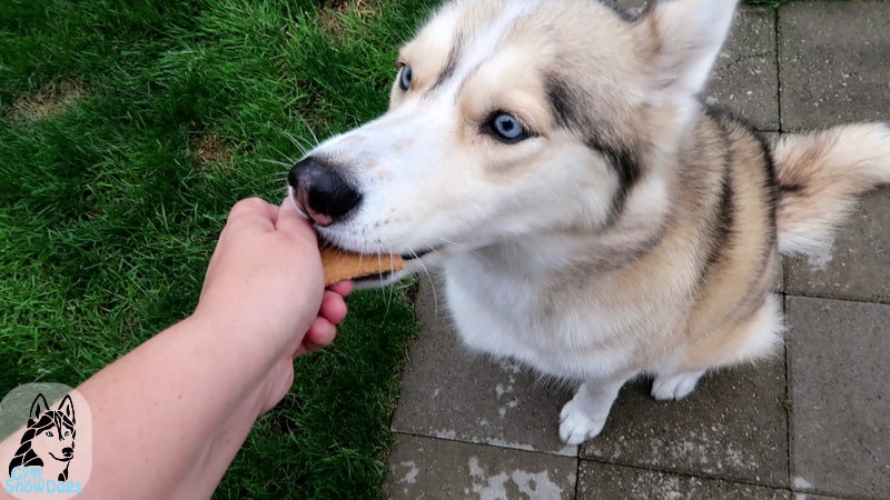 DIY Graham Crackers for Dogs