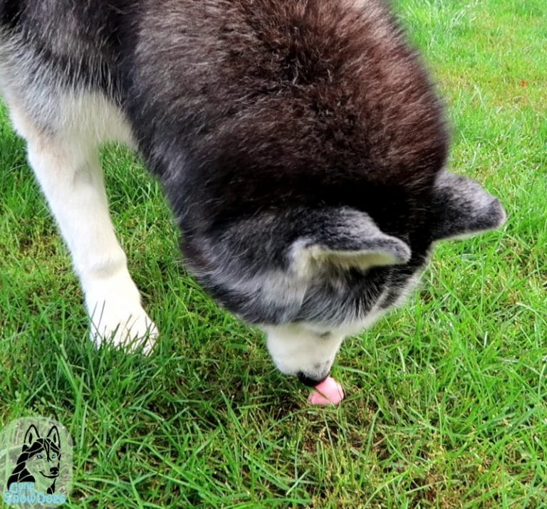 STRAWBERRY WATERMELON DOG TREAT | Gone to the Snow Dogs