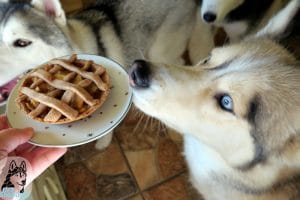 DIY Apple Pie for Dogs