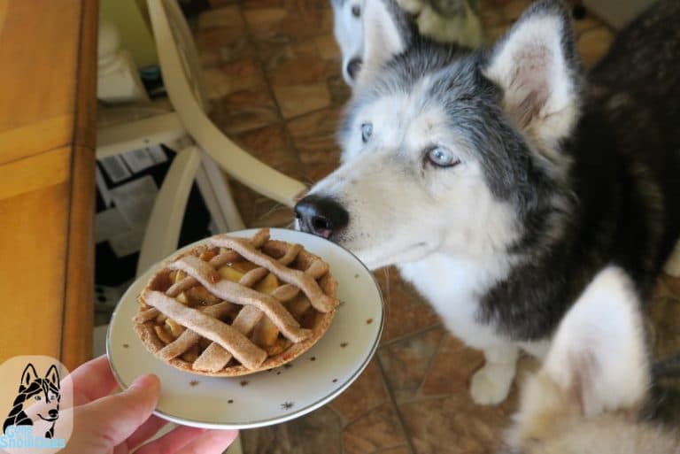 DIY APPLE PIE FOR DOGS Gone to the Snow Dogs