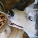 DIY Apple Pie for Dogs