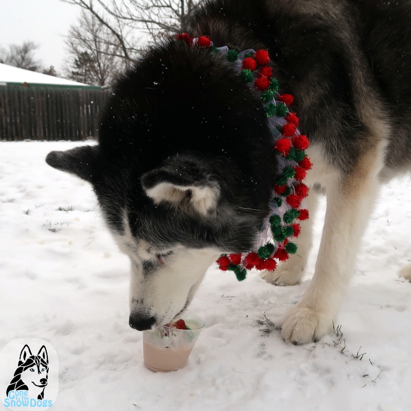 Christmas Tree Frappuccino for Dogs