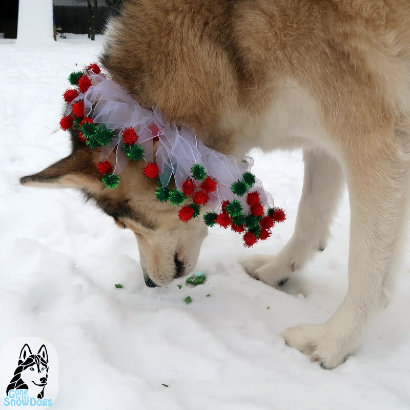 DIY karácsonyi cookie-k kutyák számára