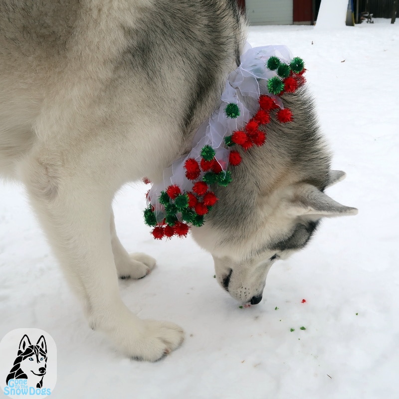  DIY karácsonyi cookie-k kutyák számára