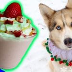 Christmas Tree Frappuccino For Dogs