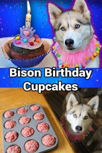 Bison Birthday Cupcakes For Dogs