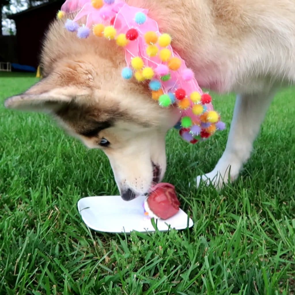 Bison Birthday Cupcakes for Dogs