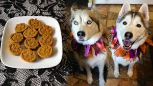 Pumpkin Spice Muffins for Dogs
