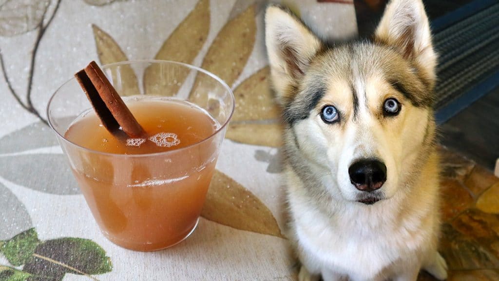 Apple Cider for Dogs