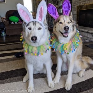 Easter Eggs for Dogs
