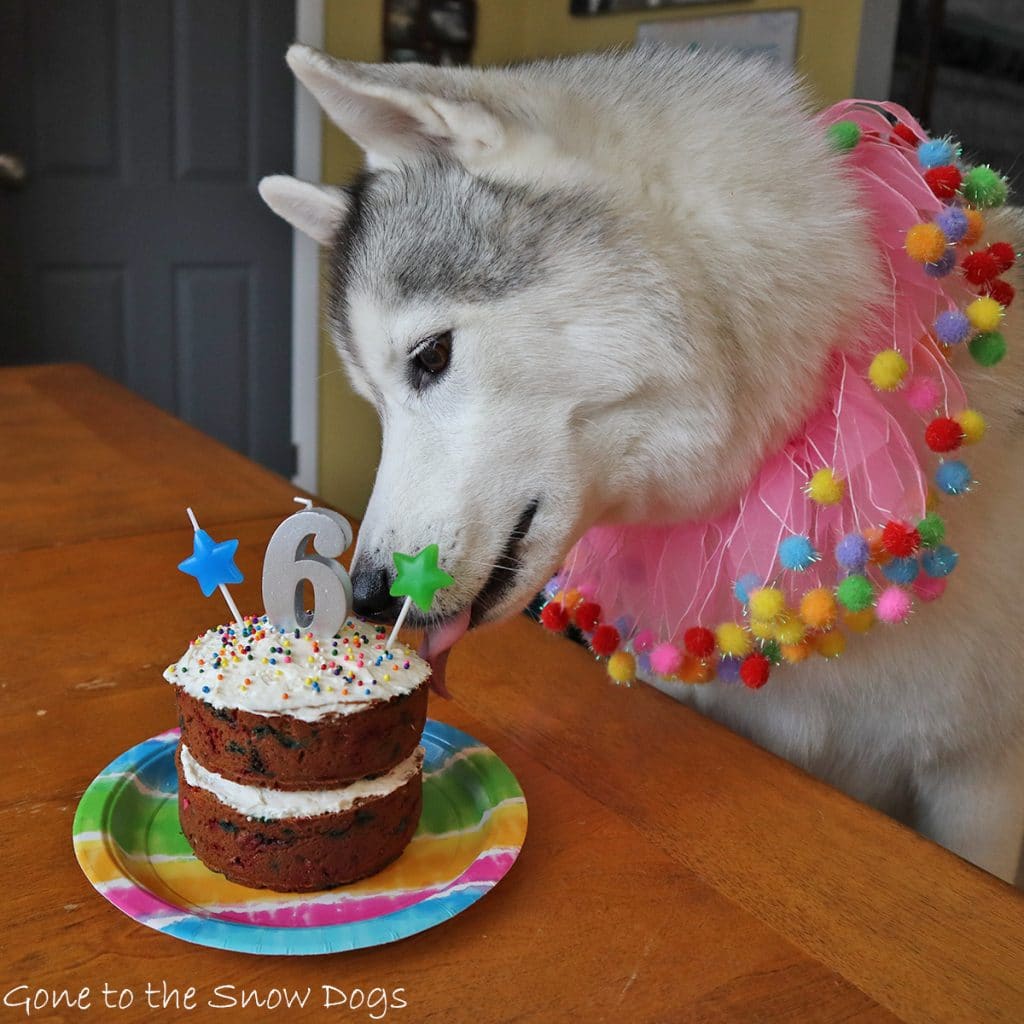 how to make a birthday cake for dogs