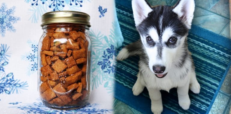 DIY Dog Treats | Gone to the Snow Dogs