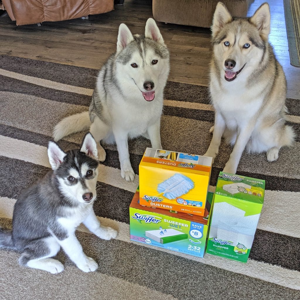The Dog Days of Summer Saved by Swiffer