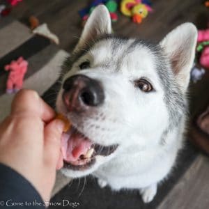 DIY Puppy Training Treats